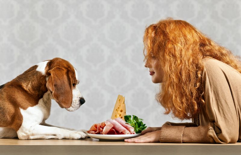 human grade food for your dog