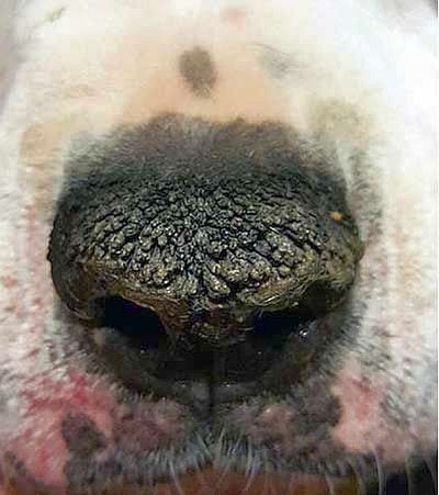 Hyperkeratosis of the nose
