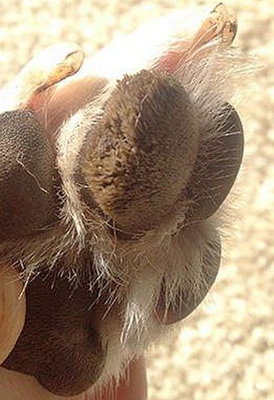hyperkeratosis of the paws