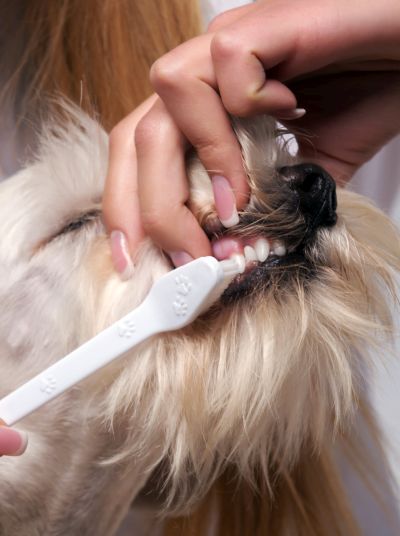 the importance of brushing dog's teeth