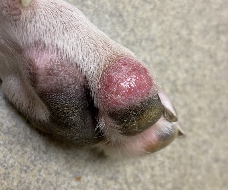 bacterial infection of paw