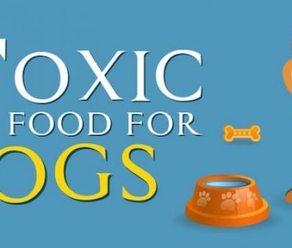 toxic foods cover