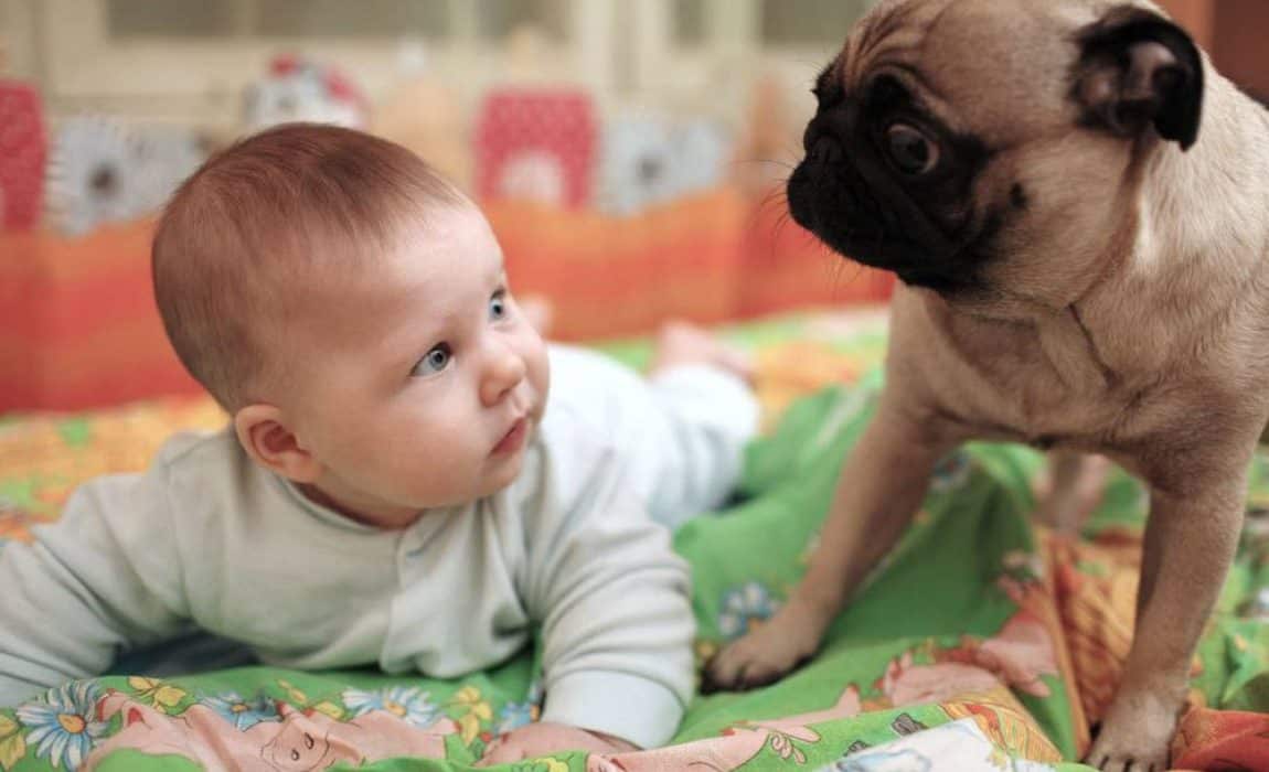 introducing-dog-to-baby