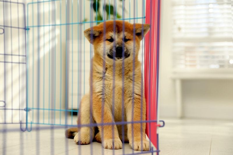 how to pick a dog playpen