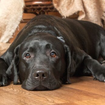 how to spot canine joint pain