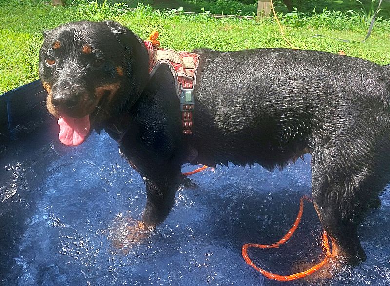 swimming fun for dogs