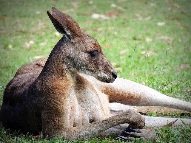 kangaroo-dog-meat