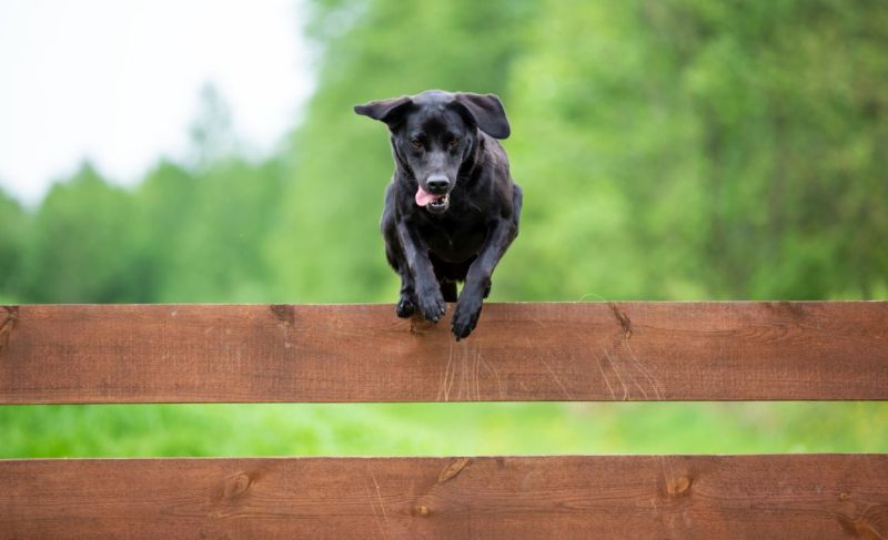 dogs who jump over fences