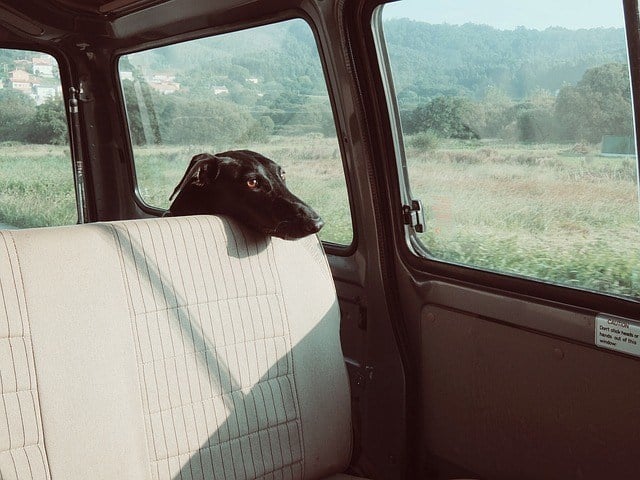 keeping-dog-in-car