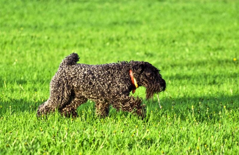 Kerry blue terriers shed very little