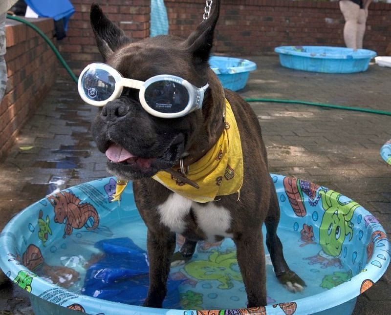 pools for dogs