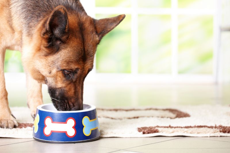 best food for dog with kidney disease