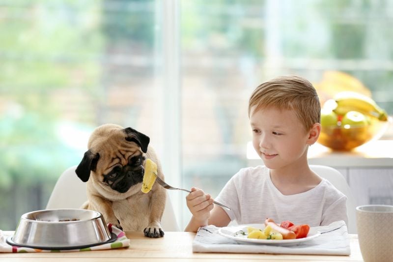teach kids dog food safety