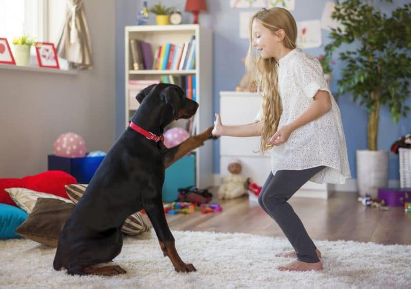 teaching kids to train dogs