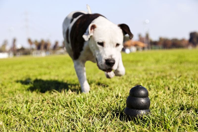 Picking a Kong for your dog's breed