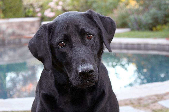 Labrador Retrievers can have joint problems