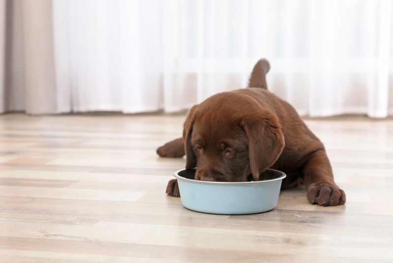 feed dogs who chew because of hunger