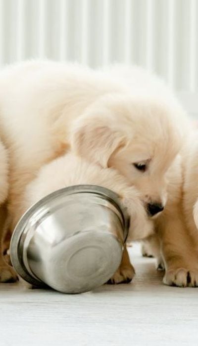 no-spill water bowl