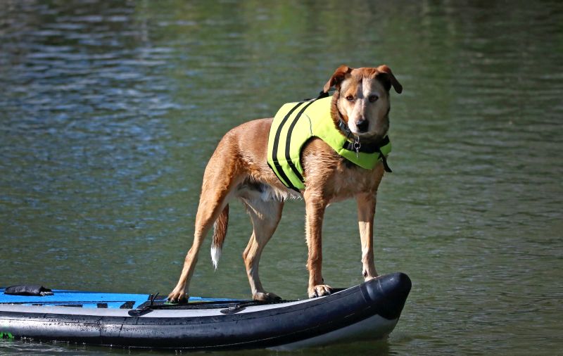 life vests for dogs on boats