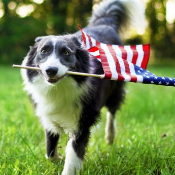 Best Made in the USA Dog Toys
