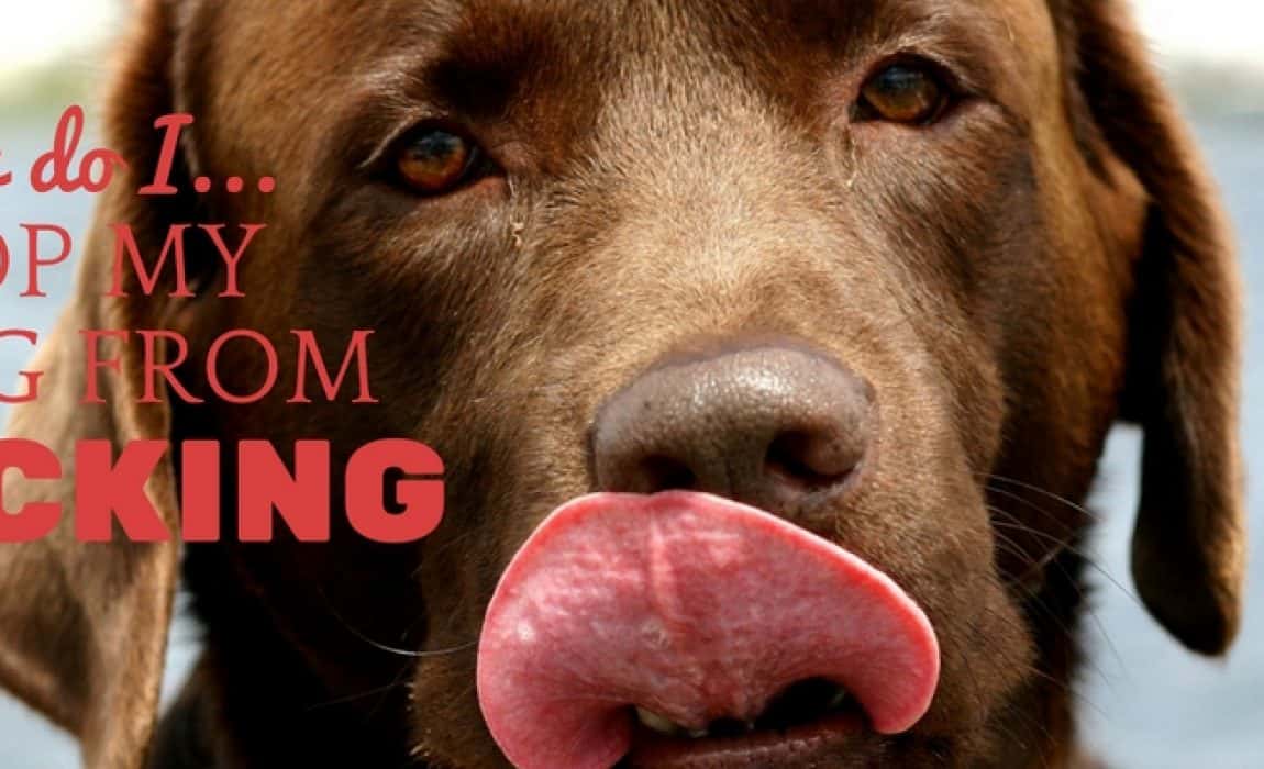 how to stop dog from licking