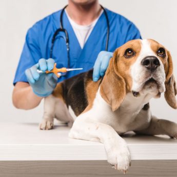 all about microchips for dogs