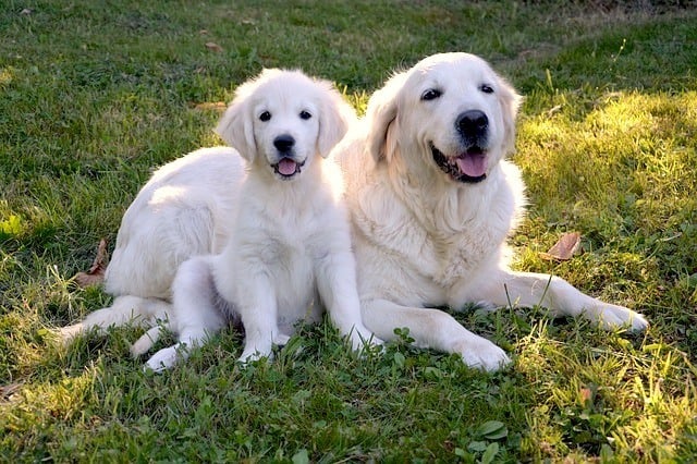 mom-and-puppy