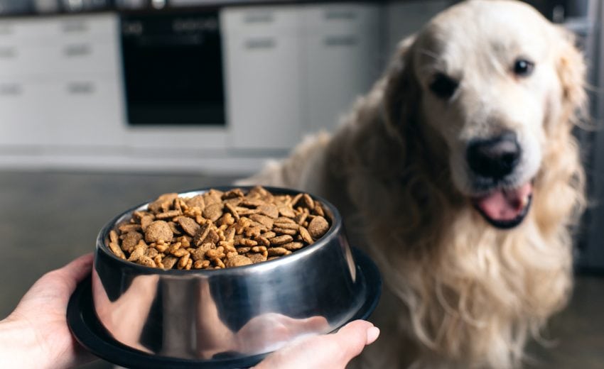 most-expensive-dog-food