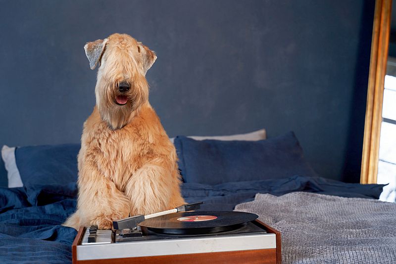 music may calm your dog