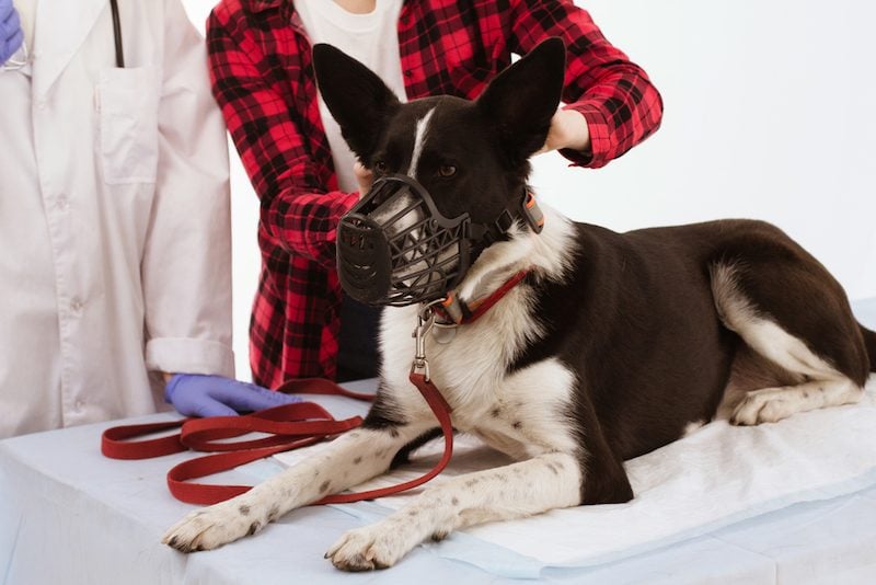 muzzle dog at vet
