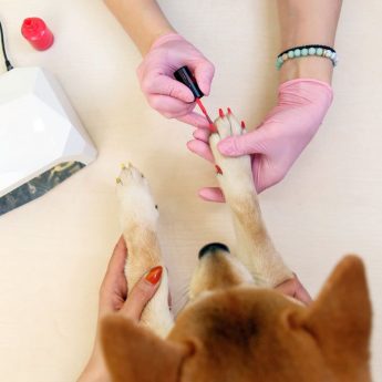 nail polish for dogs