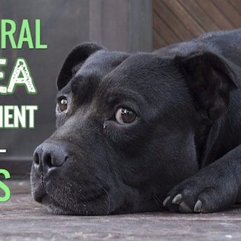 natural-flea-treatment-for-dogs