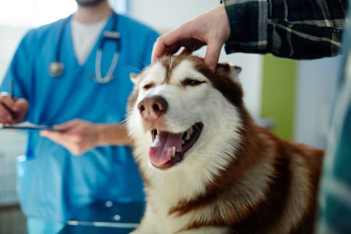 dog after cataract surgery