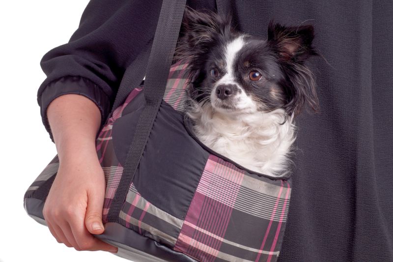 slings for pets