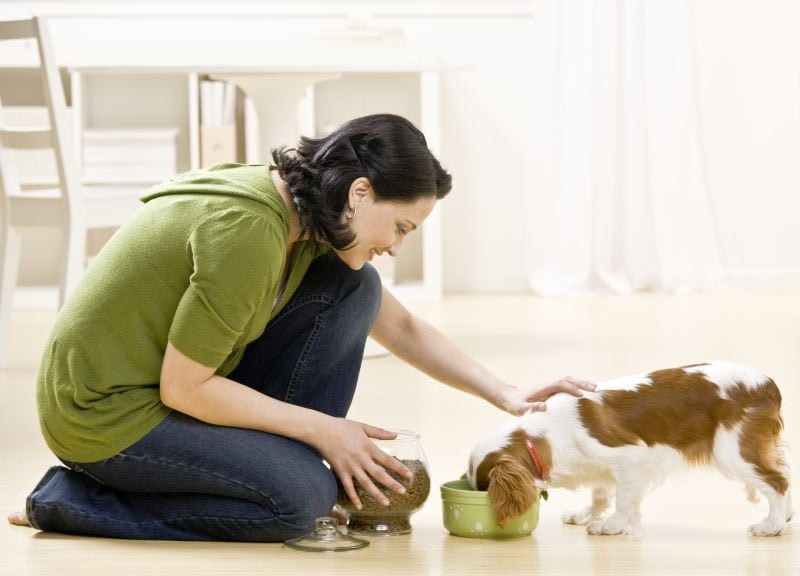 Picking best wet food for dogs