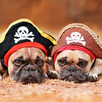 pirate dog names
