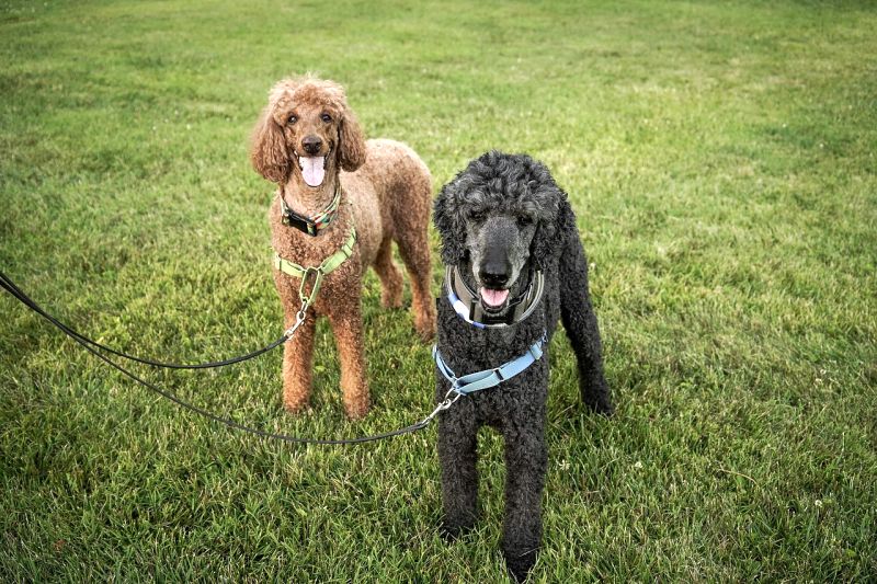 Poodles are low-shedding dogs