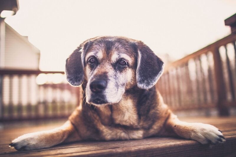 caring tips for old dogs