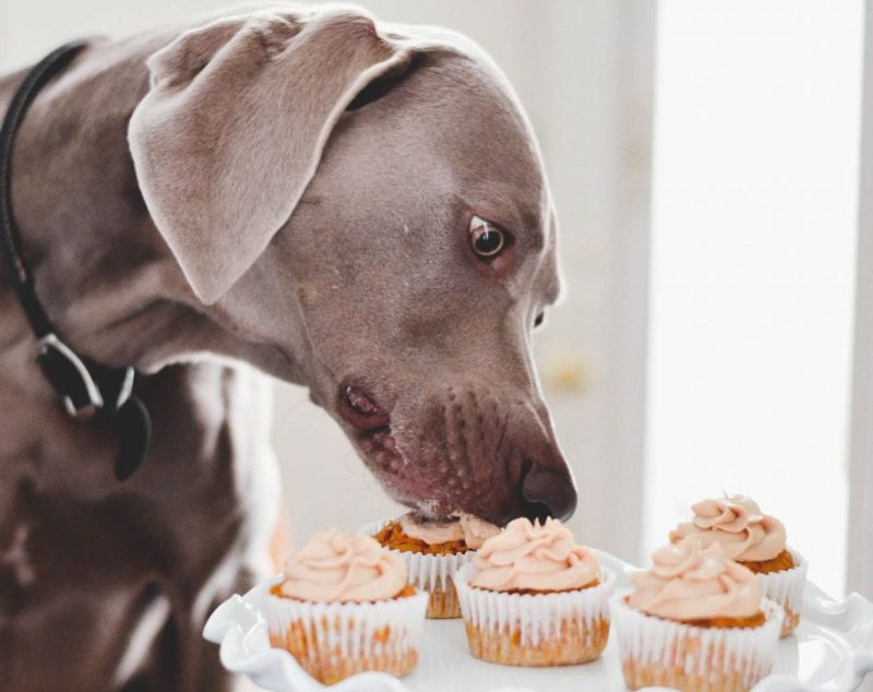 pumpkin pupcakes