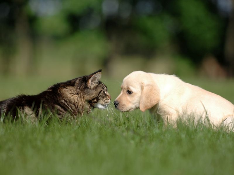 puppy and kitten introductions