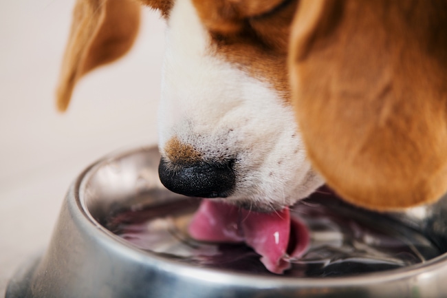 puppy-drinking-water