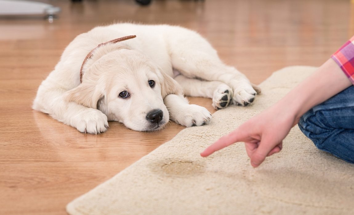 puppy-pees-on-carpet
