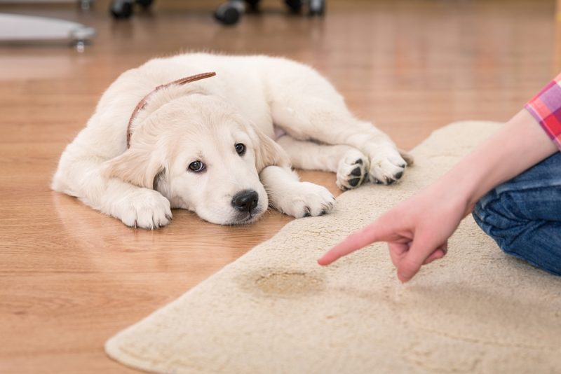 puppy-pees-on-carpet