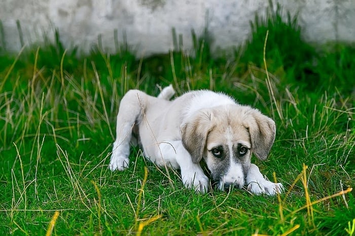 Puppy has worms