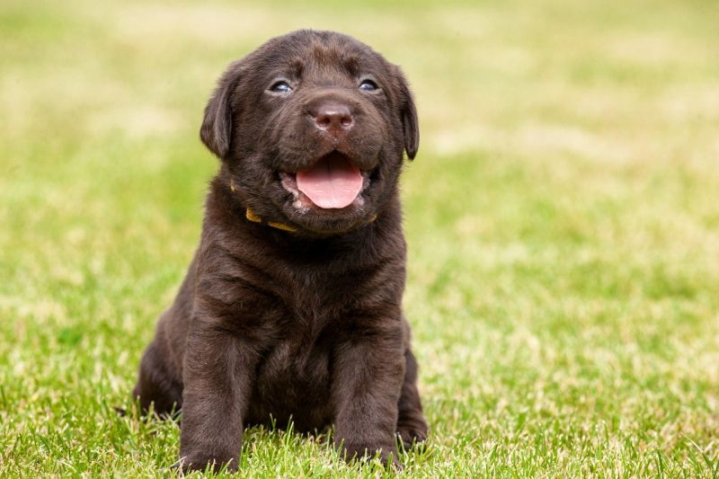 puppies who need large-breed foods