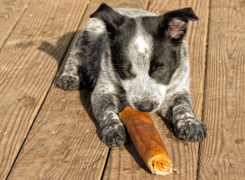 are rawhides safe for dogs