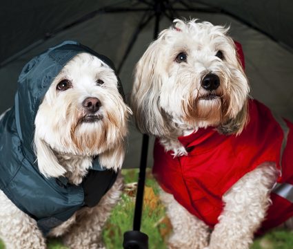 raincoats for dogs