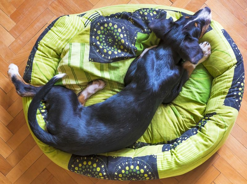 The importance of waterproof dog beds