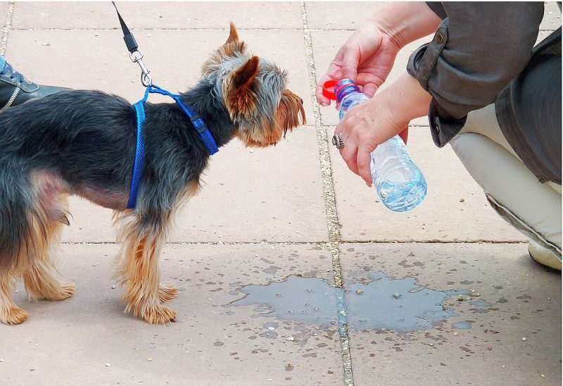 Signs-of-Dog-Dehydration