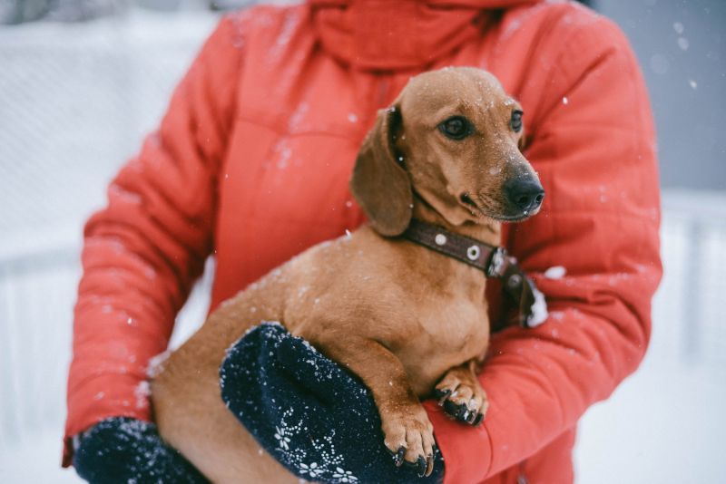 How to know your dog is cold